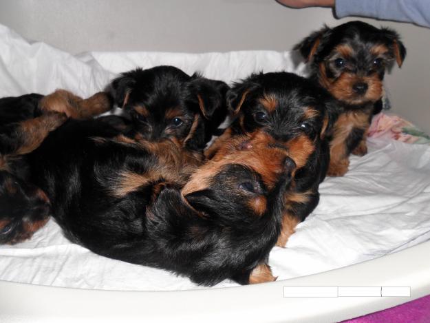 Yorkshire terrier muy bonitos 622310571 tlf o whatsapp