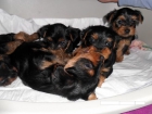 Yorkshire terrier muy bonitos 622310571 tlf o whatsapp - mejor precio | unprecio.es