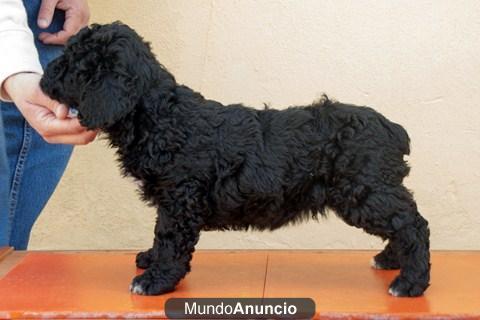 Perro de Agua Español. Excelente Pedigree