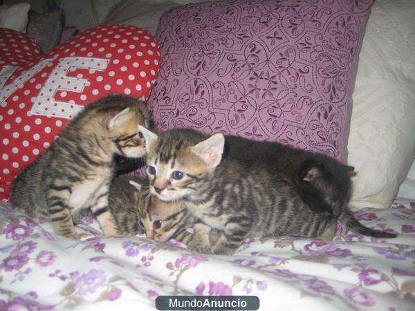 ¿Quieres adoptarnos?