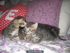 ¿Quieres adoptarnos? - mejor precio | unprecio.es