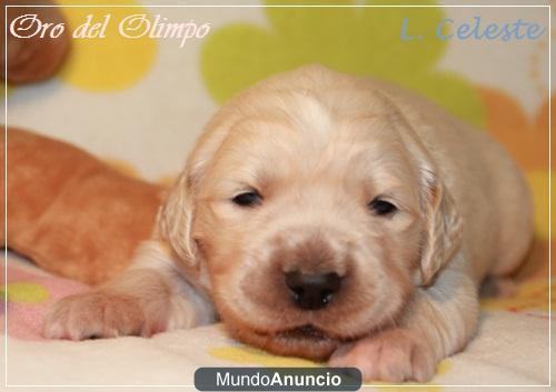 CACHORROS GOLDEN RETRIEVER MÁXIMA CALIDAD Y GARANTÍAS (SALUD CARACTER Y BELLEZA) www.orodelolimpo.com