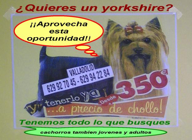 Aprovechate yorkshires desde 350 euros.