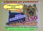 Aprovechate yorkshires desde 350 euros. - mejor precio | unprecio.es