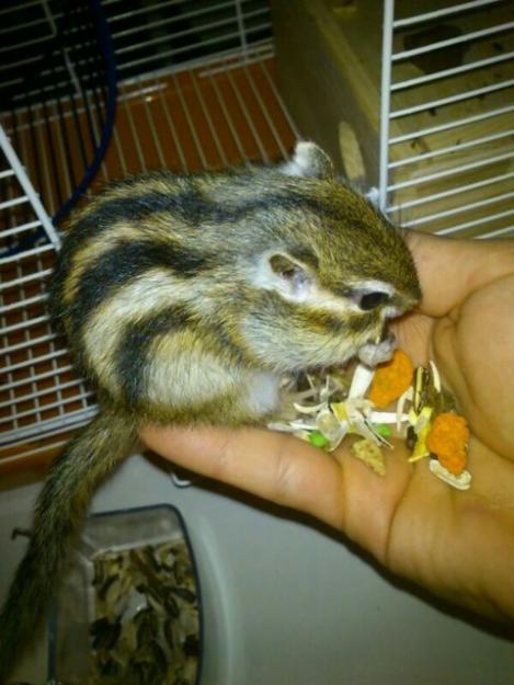 Ardilla Coreana