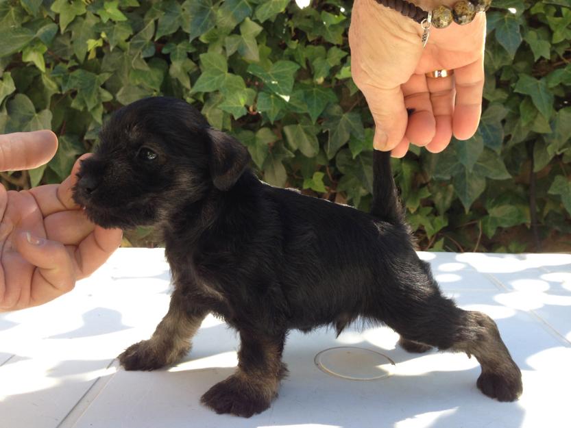 Cachorros de Schnauzer MIniatura