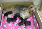 CACHORROS DE YORKSHIRE - mejor precio | unprecio.es