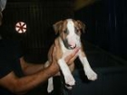 impresionantes camada de bullterrier - mejor precio | unprecio.es