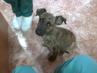 Regalo cachorrita abandonada - mejor precio | unprecio.es