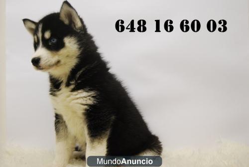 Siberian Husky SOMOS CRIADORES\'\' INFORMATE www.doogs.es