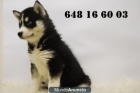 Siberian Husky SOMOS CRIADORES\'\' INFORMATE www.doogs.es - mejor precio | unprecio.es