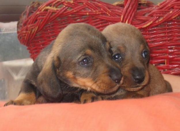 Teckel miniatura cachorros preciosos