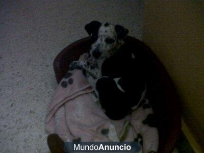 una perrita