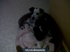 una perrita - mejor precio | unprecio.es