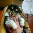 Cachorros de Rough Collie - mejor precio | unprecio.es