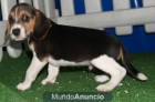 Camada Beagle, cachorros espectaculares - mejor precio | unprecio.es