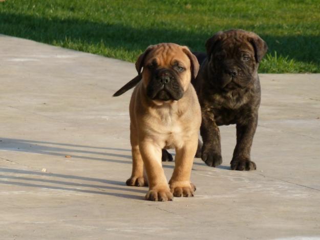 CAMADA BULLMASTIFF