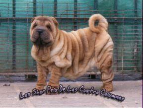 impresionantes cachorros de shar-pei todos los colores