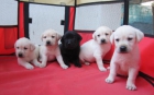 Labradores fantastica camada en oferta de cachorros dorados y negros - mejor precio | unprecio.es