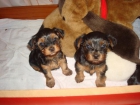 Preciosos cachorritos YORKSHIRE - mejor precio | unprecio.es