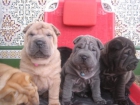 Shar Peis de ensueño Valoración: Sin datos. Valora este anuncio - mejor precio | unprecio.es