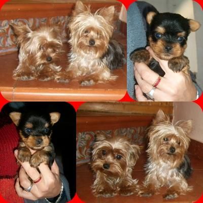 yorkshire terrier toys