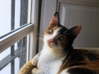 Gatita en adopción - mejor precio | unprecio.es