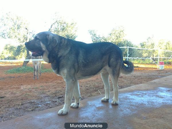 cachorros de mastín español