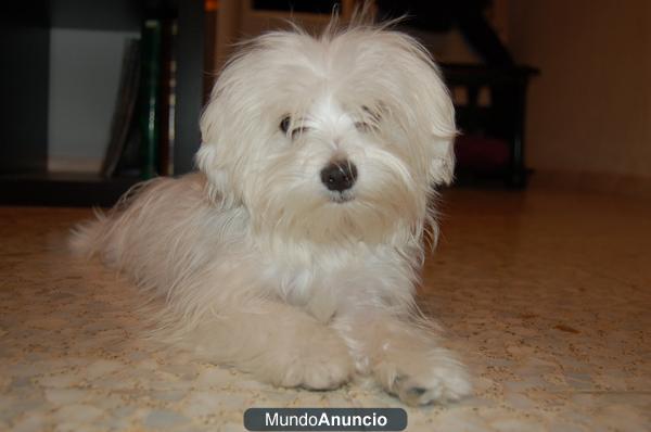Perro blanco y pequeño, Perdido, Madrid, San Fernando de Henares