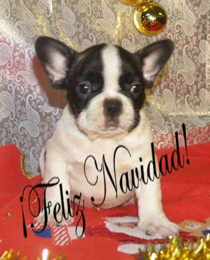 ¡Bulldog frances, garantia por escrito!