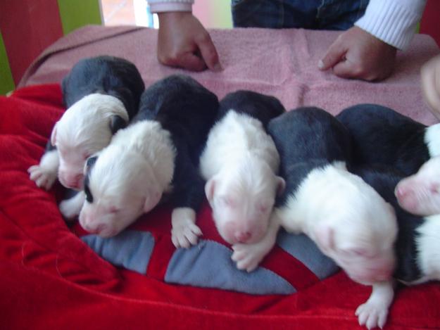 BOBTAIL-CORDOBA