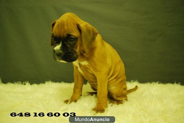 Boxer Dorados, Cachorritos de pura raza, increible genetica, COLOR DORADO Y NEGRO