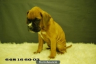 Boxer Dorados, Cachorritos de pura raza, increible genetica, COLOR DORADO - mejor precio | unprecio.es