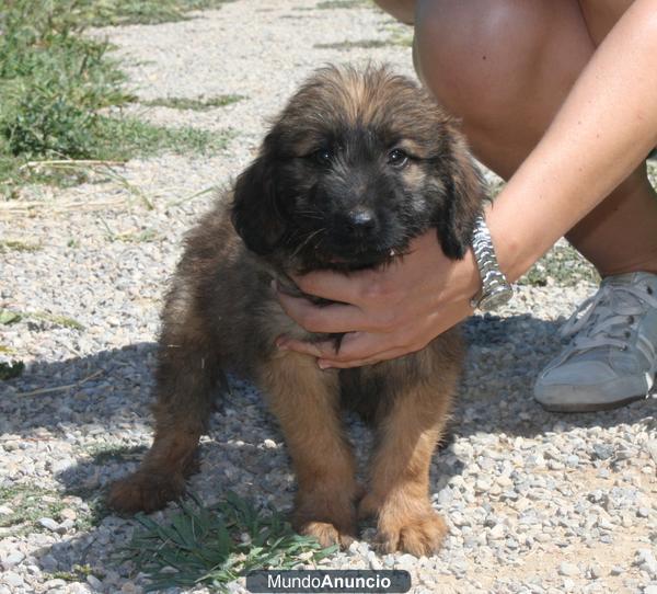 Camada Gos d\'Atura 400€