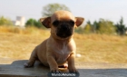 Chihuahua Excelentes Ejemplares Mini Cachorros de bolsillo - mejor precio | unprecio.es