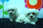 hembras y machos de bichon maltes , cachorros de muy buena calidad - mejor precio | unprecio.es