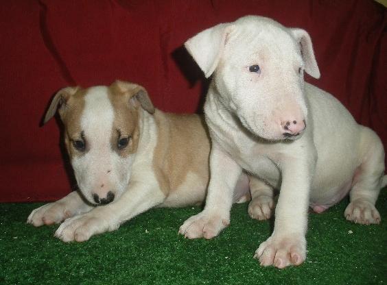 INCREIBLES BULLTERRIER DE PURA RAZA