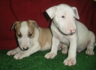 INCREIBLES BULLTERRIER DE PURA RAZA - mejor precio | unprecio.es