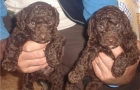 perro de agua cachorro - mejor precio | unprecio.es