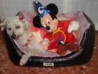preciosa canichita en adopcion ha sido abandonada - mejor precio | unprecio.es