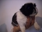 Se venden Shih Tzu tricolor de pura raza - mejor precio | unprecio.es