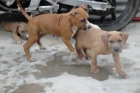 SU SUPER OFERTA LOTE 2 american cachorros con loe por 350 euros urge - mejor precio | unprecio.es