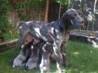 Vendo cachorros perdiguero de burgos - mejor precio | unprecio.es