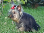 yorkshire,cachorro macho,mini ,precio 600 euros,linea coramonte - mejor precio | unprecio.es