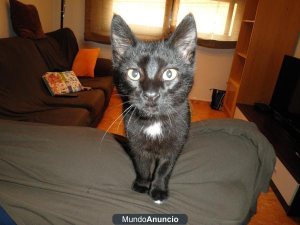 Regalo gatito de 1 año