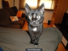 Regalo gatito de 1 año - mejor precio | unprecio.es