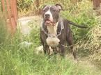 american staffor
