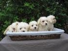 CACHORROS BICHON MALTES 360 - mejor precio | unprecio.es