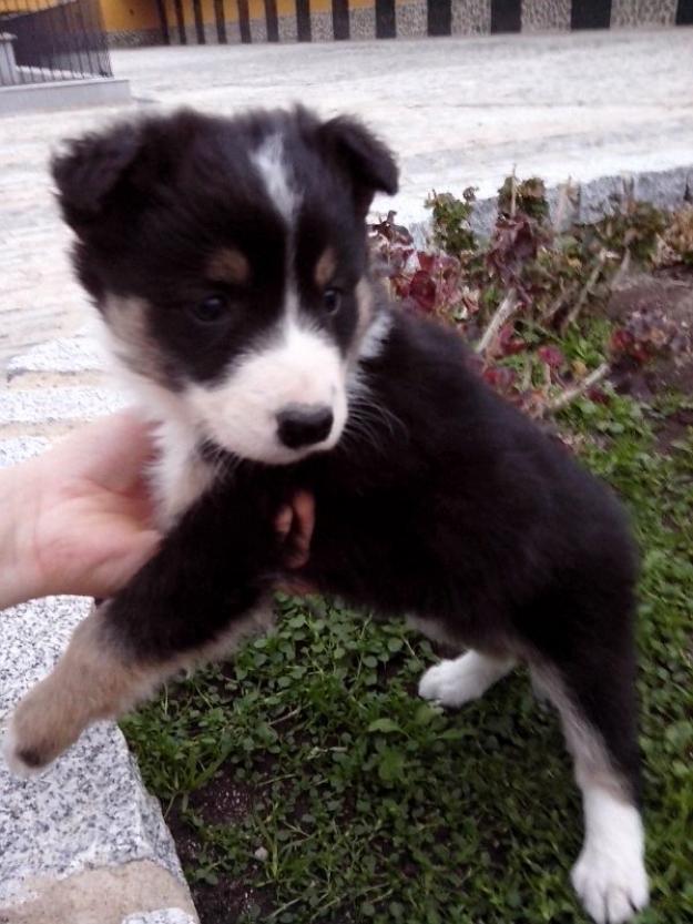 Cachorros de Border Collie