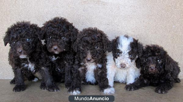 Cachorros de PERROS AGUA